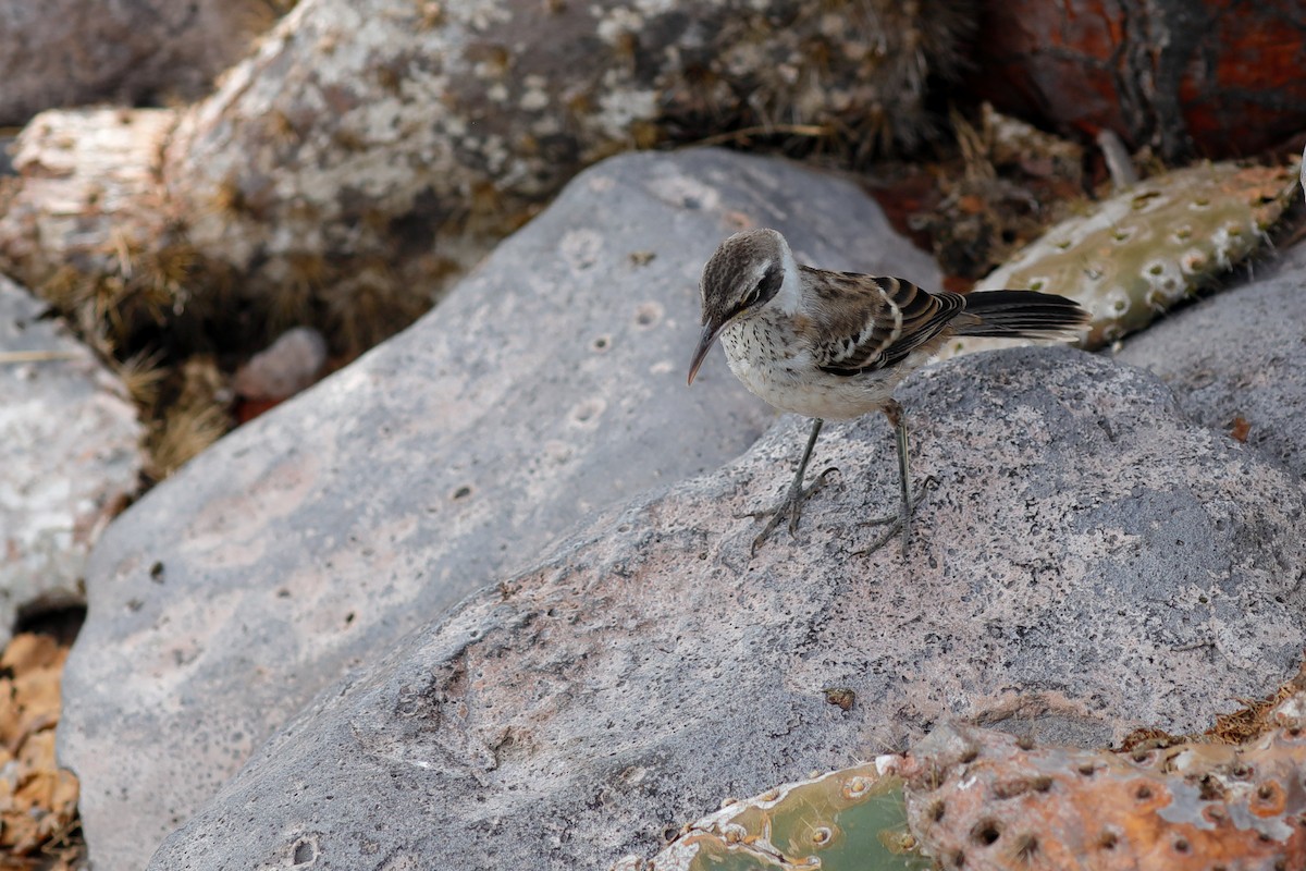 Galapagos Mockingbird - ML637950647