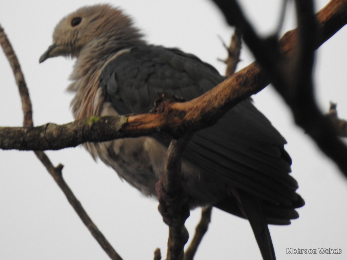 Green Imperial-Pigeon - ML637950649