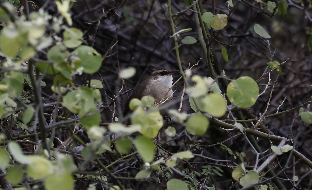 Bolivian Earthcreeper - ML637950655