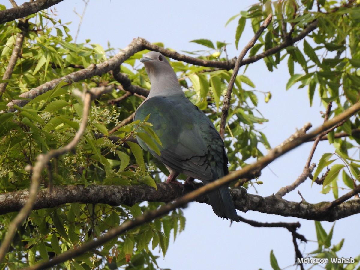 Green Imperial-Pigeon - ML637950678