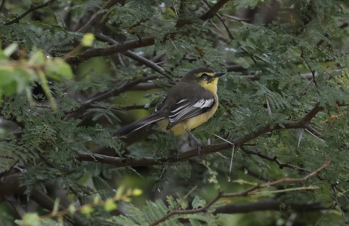 Greater Wagtail-Tyrant - ML637950692