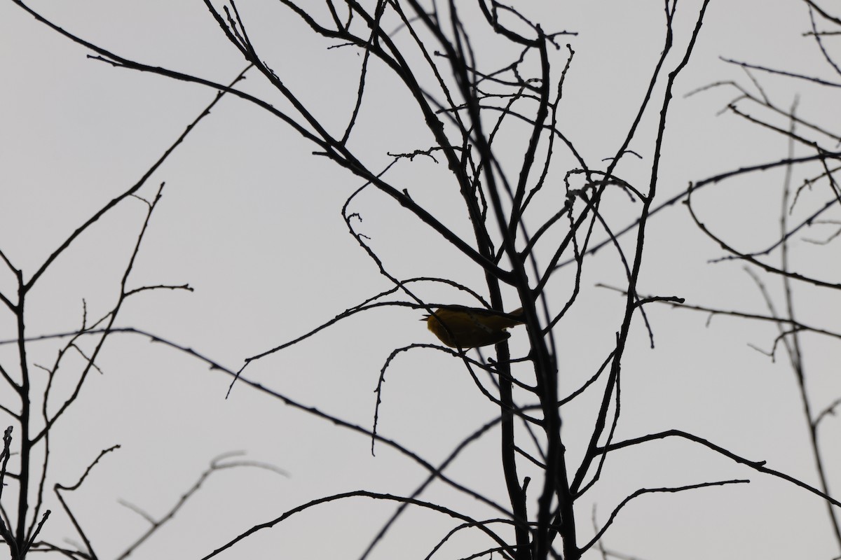 Yellow Warbler (Northern) - ML637950700