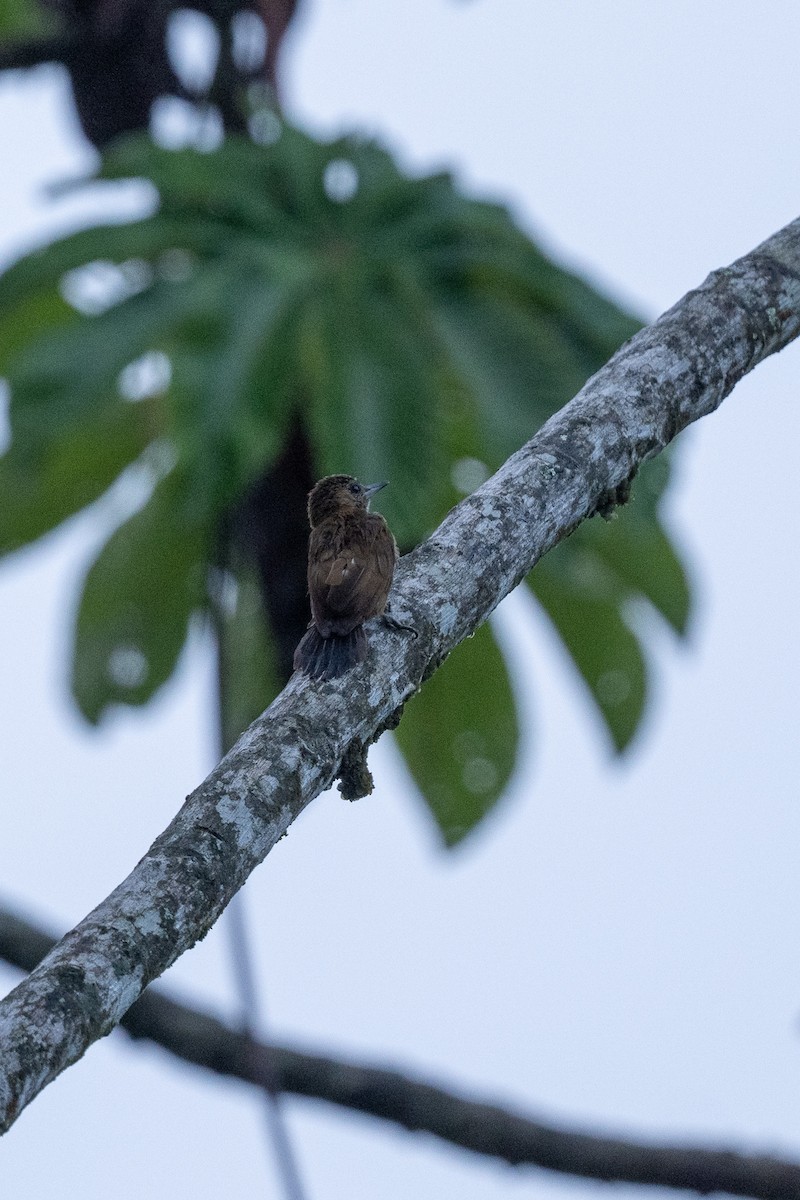 Smoky-brown Woodpecker - ML637950824