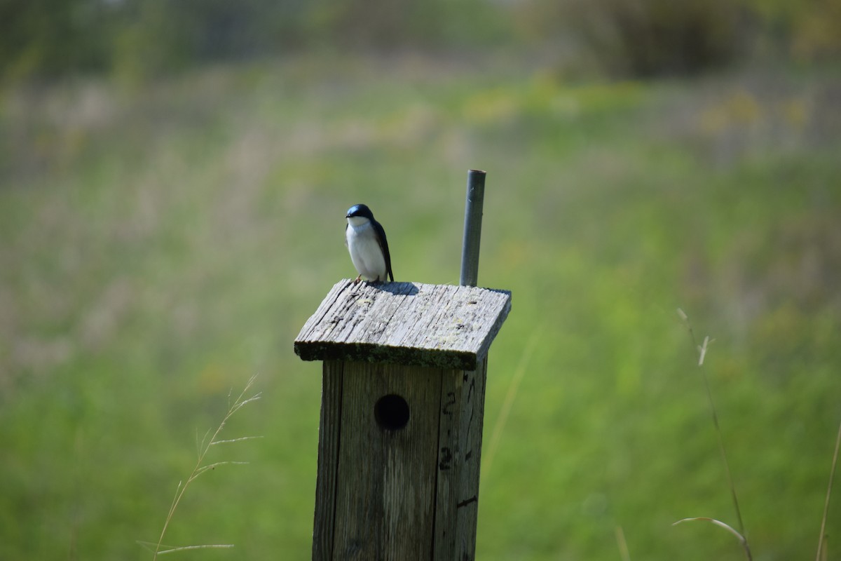 Tree Swallow - ML637950831