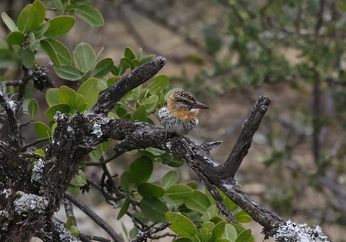 Spot-backed Puffbird - ML637950837