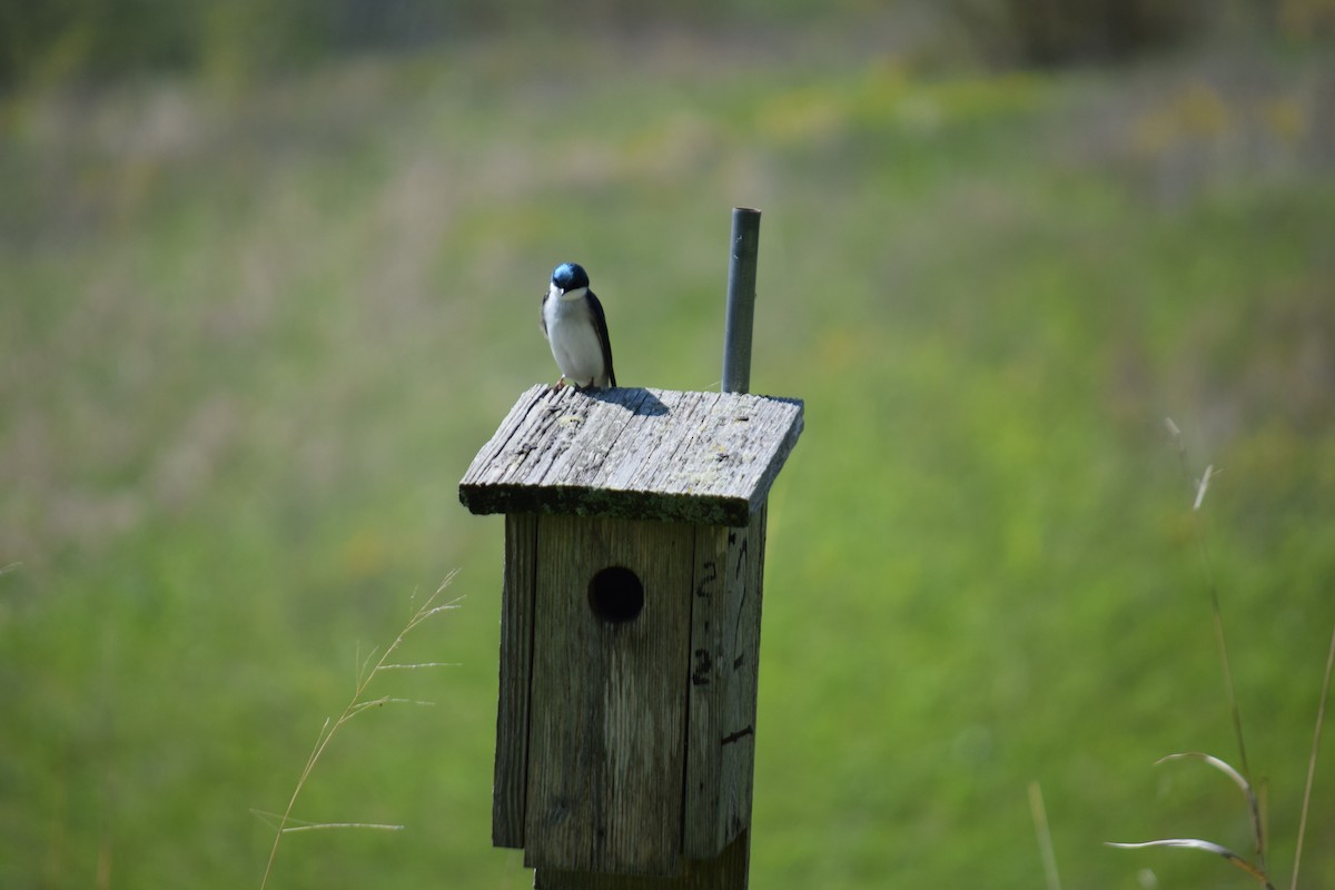 Tree Swallow - ML637950843
