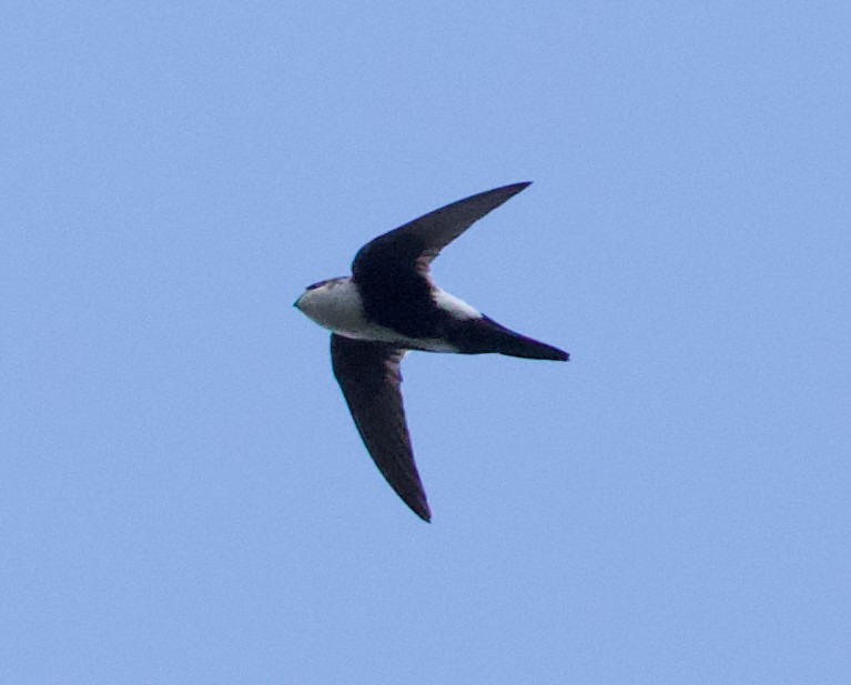 White-throated Swift - ML637950913