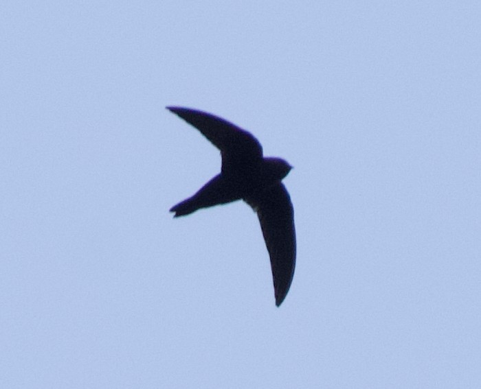Black Swift - ML637950915