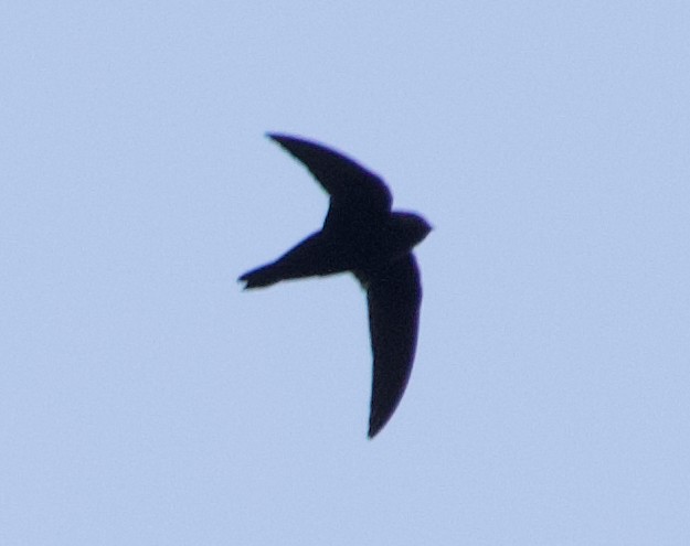Black Swift - ML637950916