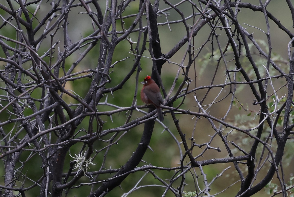Red-crested Finch - ML637950918