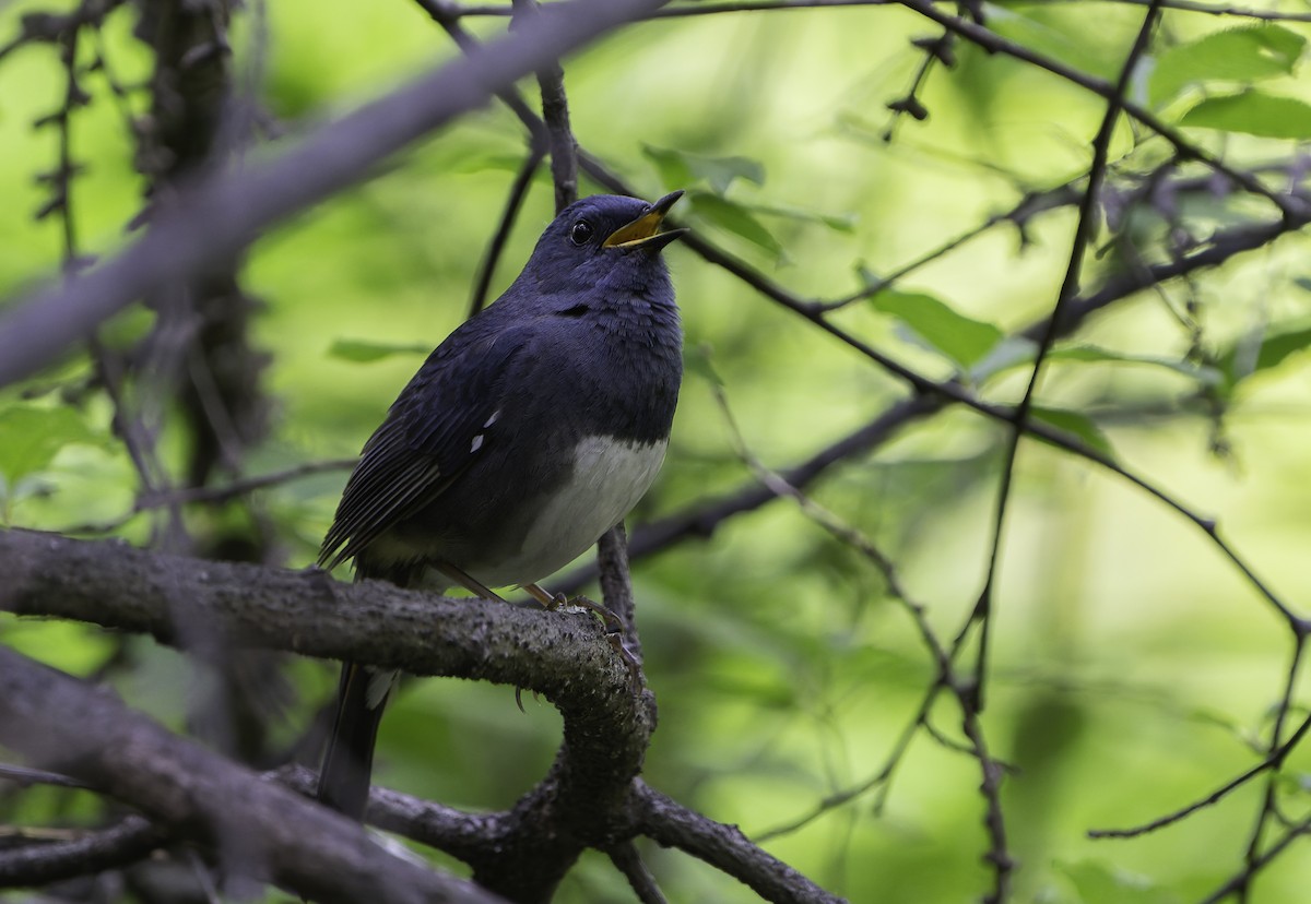 White-bellied Redstart - ML637950919