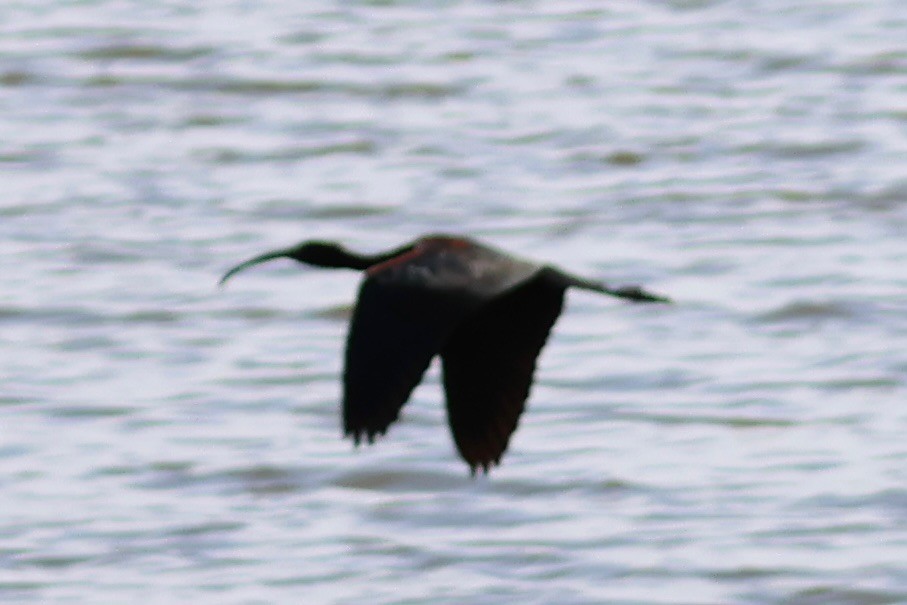Glossy Ibis - ML637950924