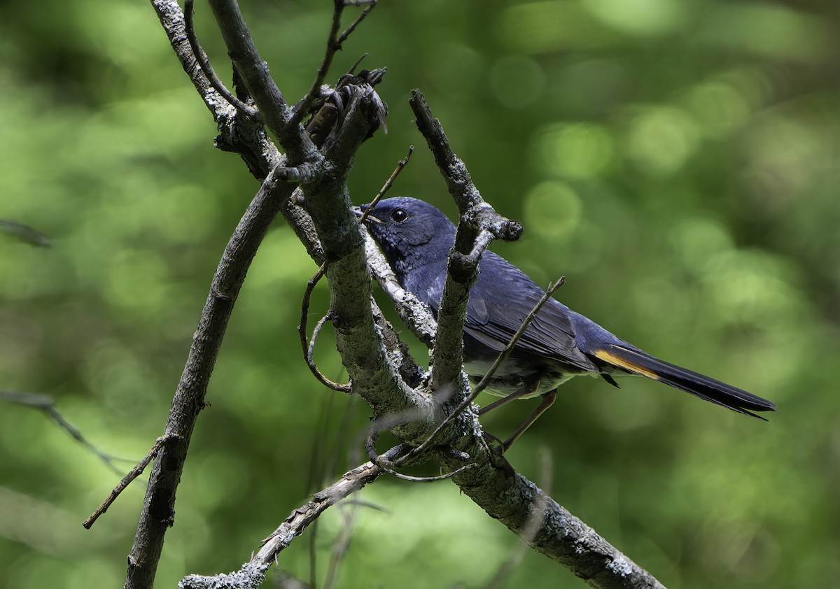 White-bellied Redstart - ML637950954