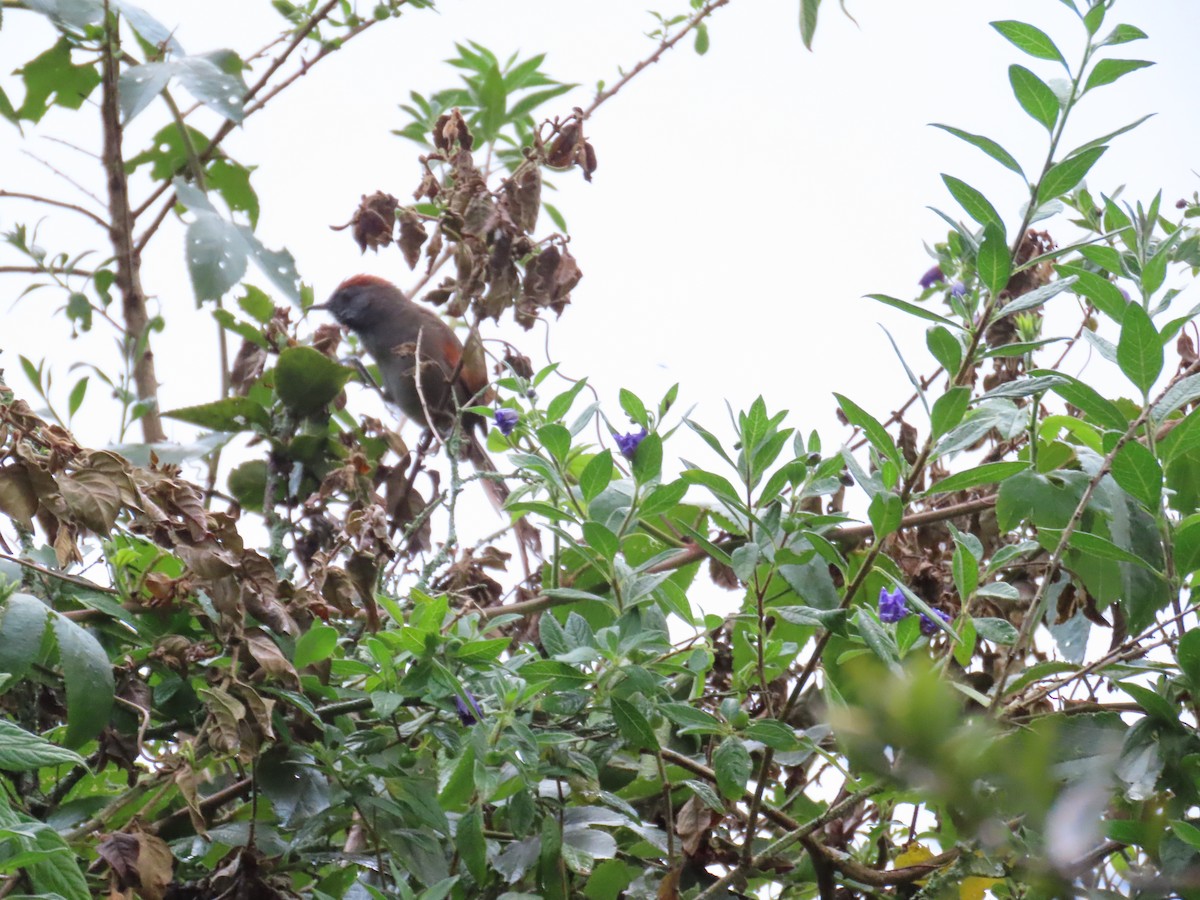 Silvery-throated Spinetail - ML637950960