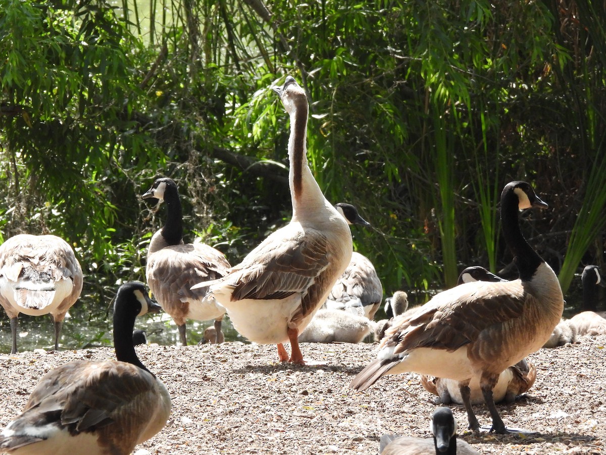 Domestic goose sp. (Domestic type) - ML637950970