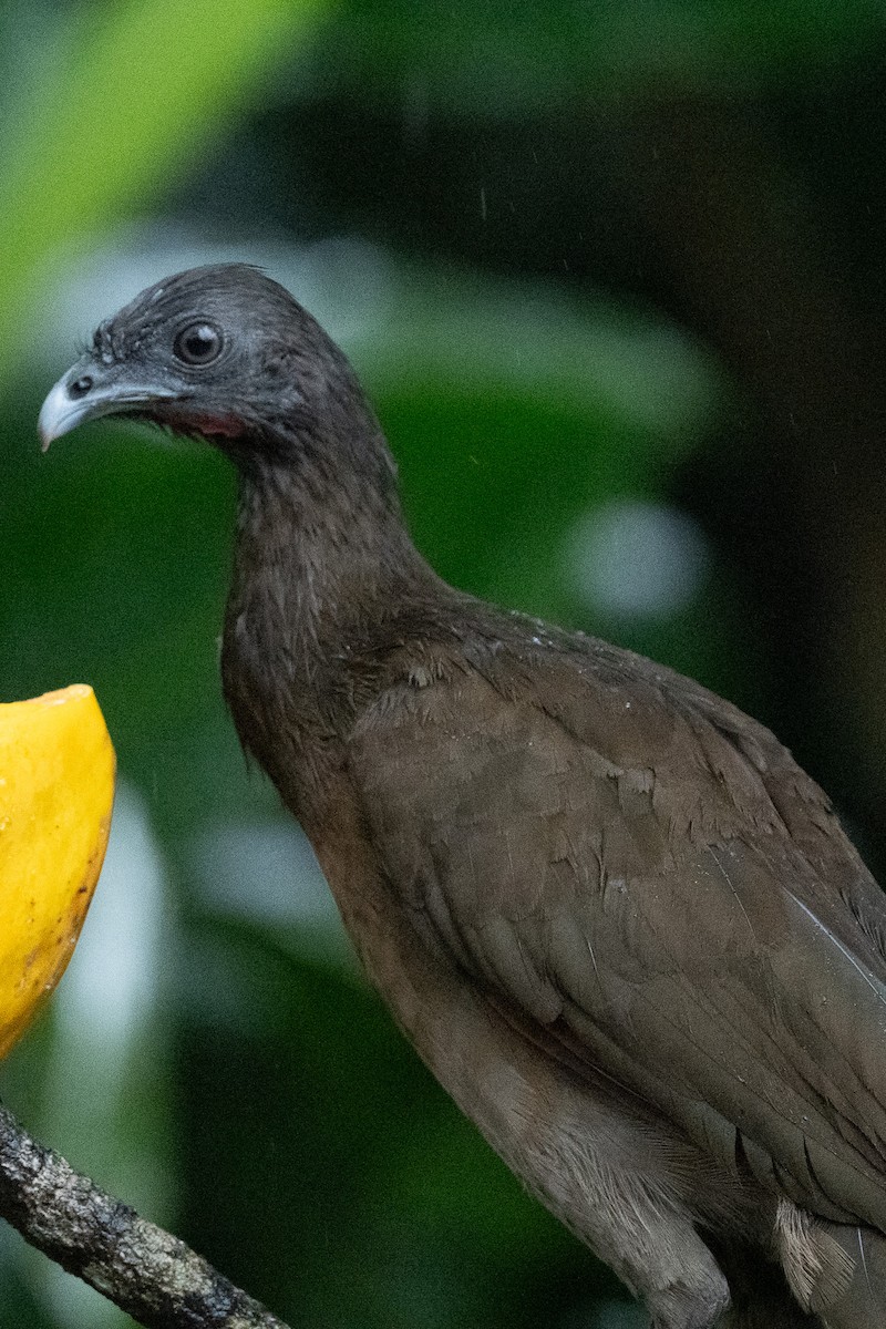 Gray-headed Chachalaca - ML637950982