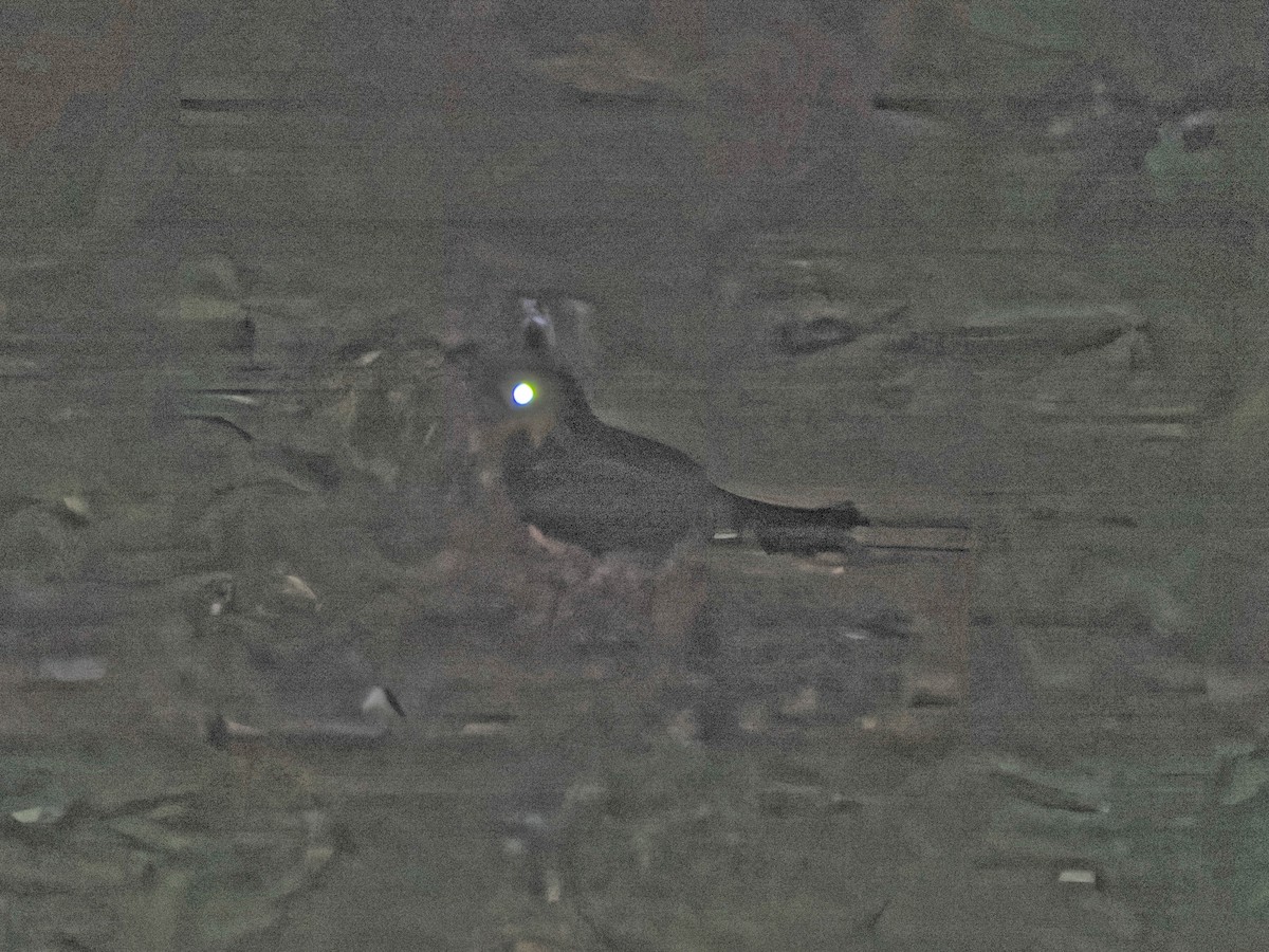 Gray Nightjar - ML637950986