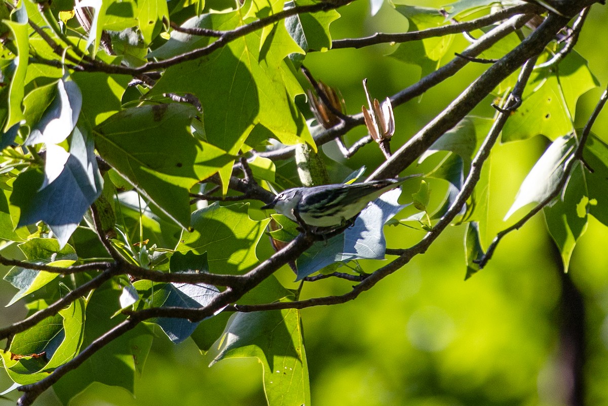 Cerulean Warbler - ML637951014