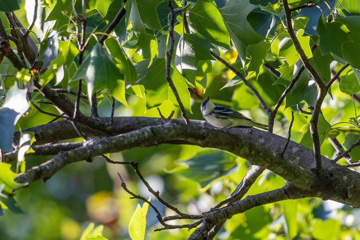 Cerulean Warbler - ML637951016