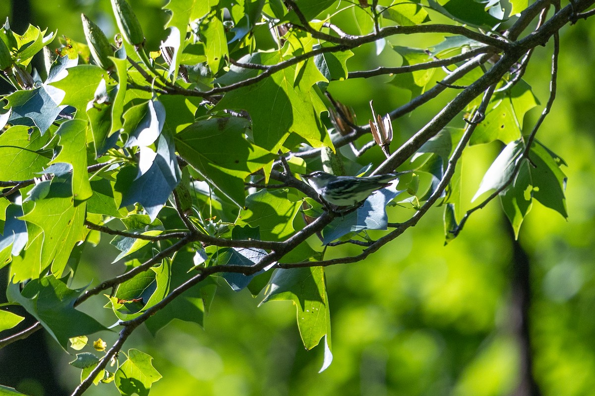 Cerulean Warbler - ML637951018