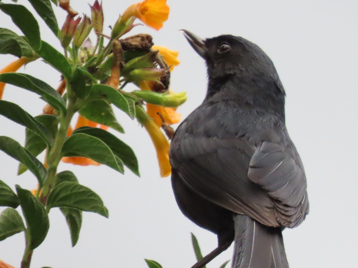Black Flowerpiercer - ML637951033