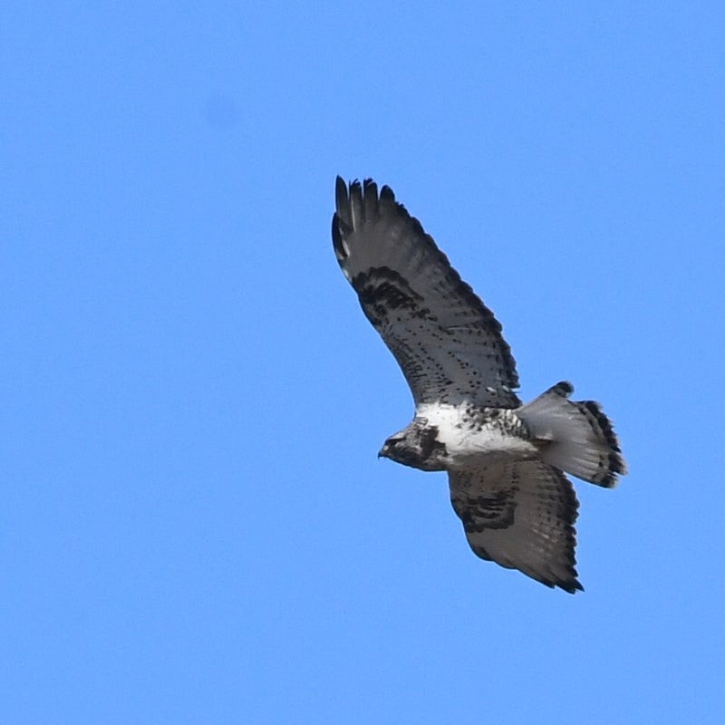 Rough-legged Hawk - ML637951073