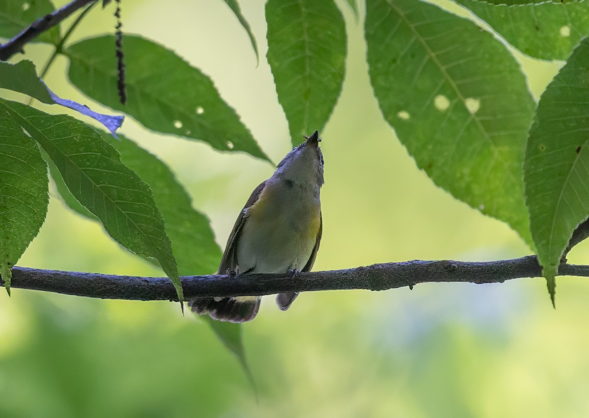 American Redstart - ML637951082