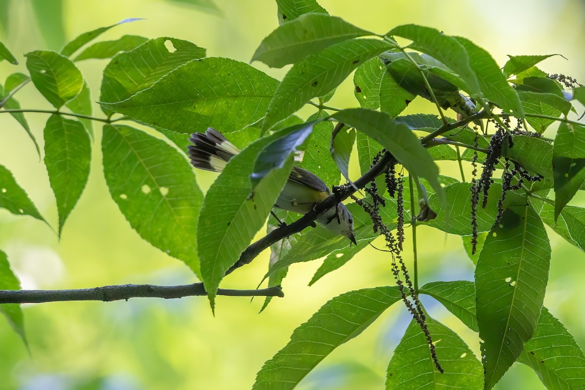American Redstart - ML637951083