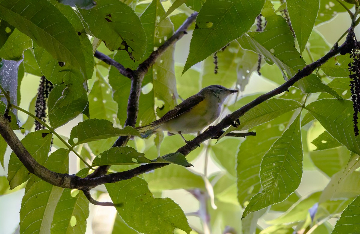 American Redstart - ML637951089