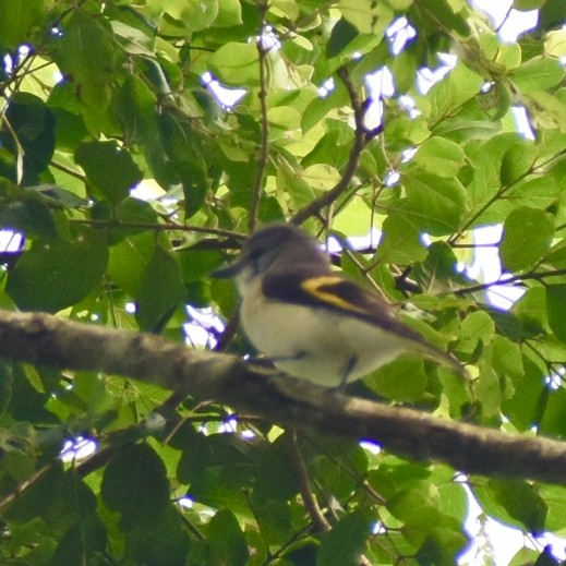 Rosy Minivet - ML637951108