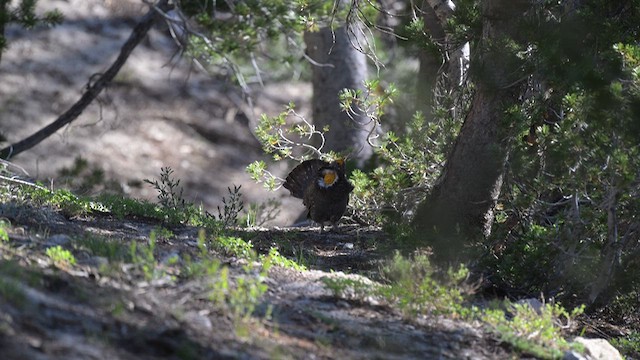 Sooty Grouse - ML637951110