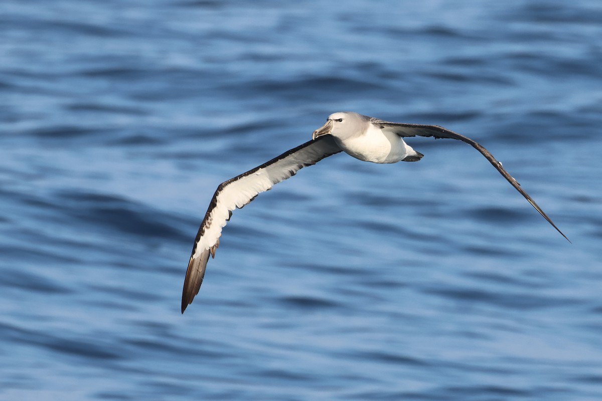 Salvin's Albatross - ML637951112