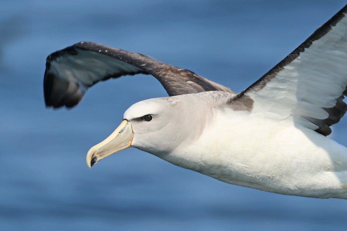 Salvin's Albatross - ML637951113