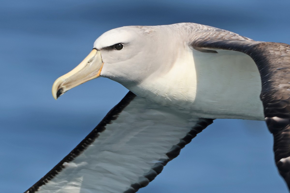 Salvin's Albatross - ML637951114