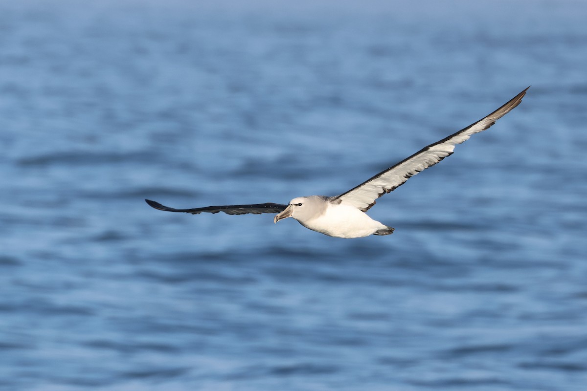 Salvin's Albatross - ML637951115