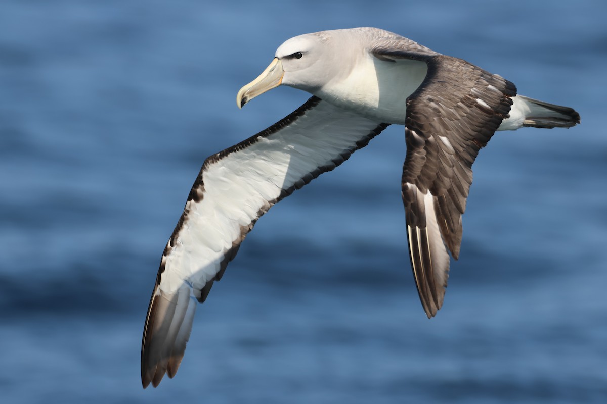 Salvin's Albatross - ML637951116