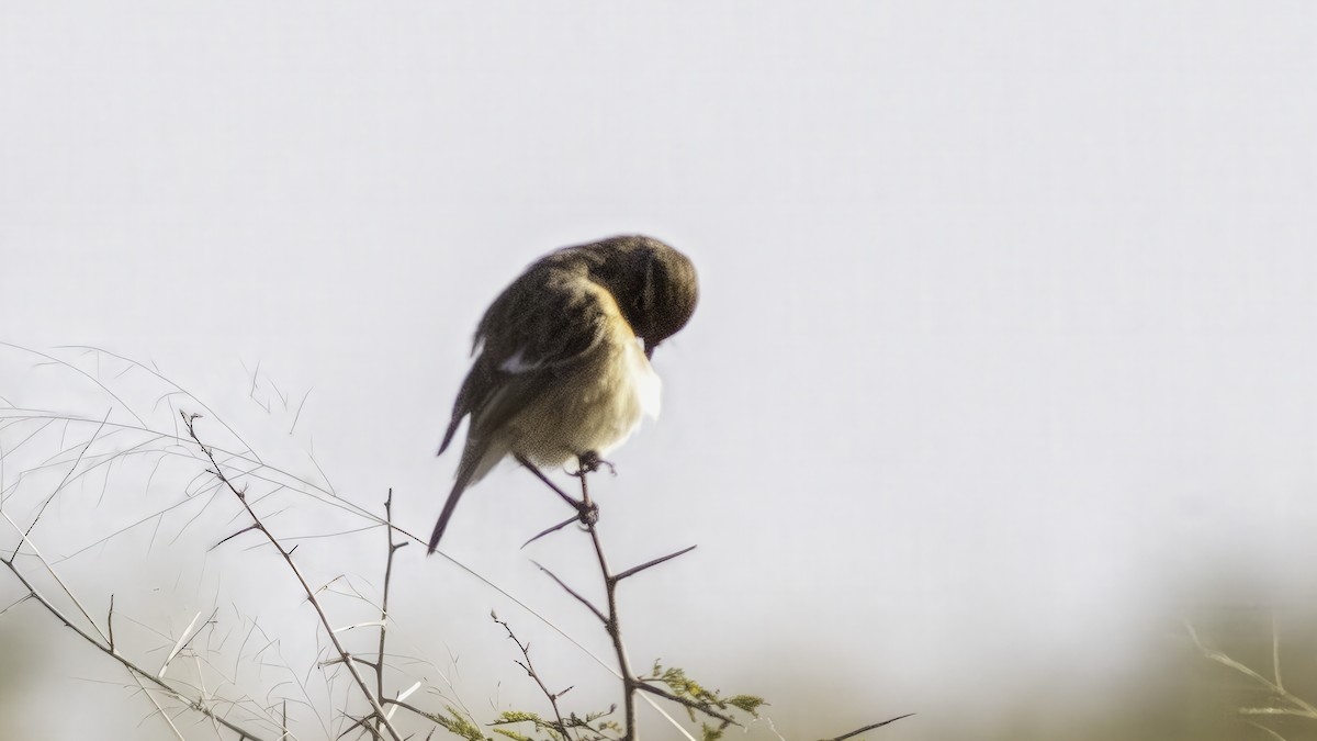 African Stonechat (African) - ML637951117