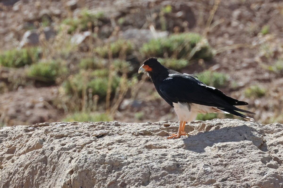 Mountain Caracara - ML637951272