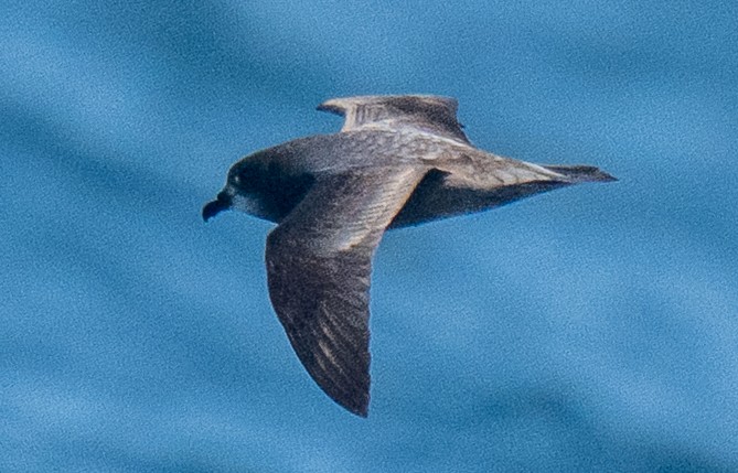 Murphy's Petrel - ML637951286