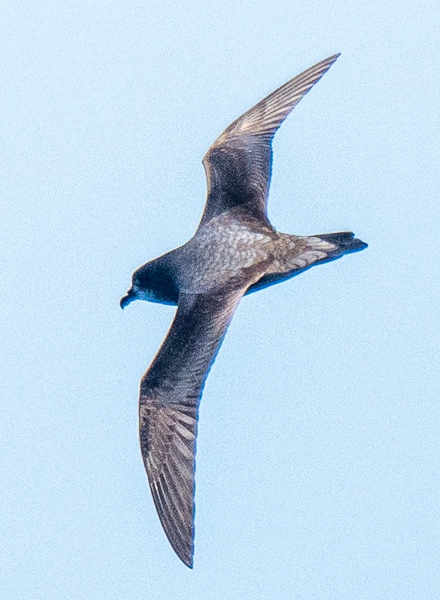 Murphy's Petrel - ML637951287