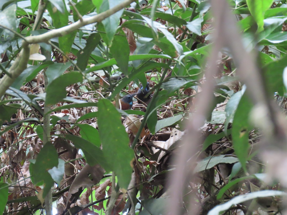 Gray-hooded Babbler - ML637951299