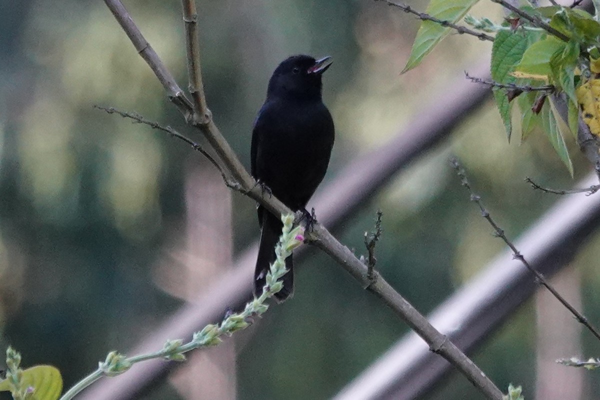 Black Flowerpiercer - ML637951334