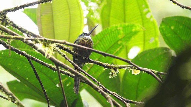 Purplish Jacamar - ML637951335