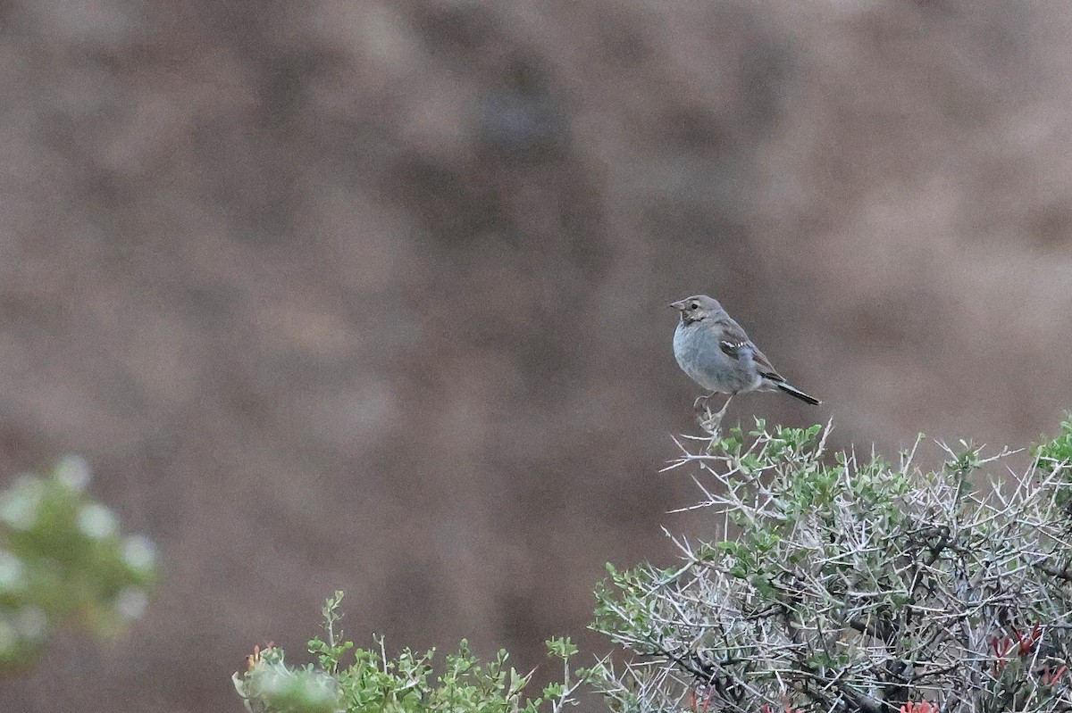 Mourning Sierra Finch - ML637951337