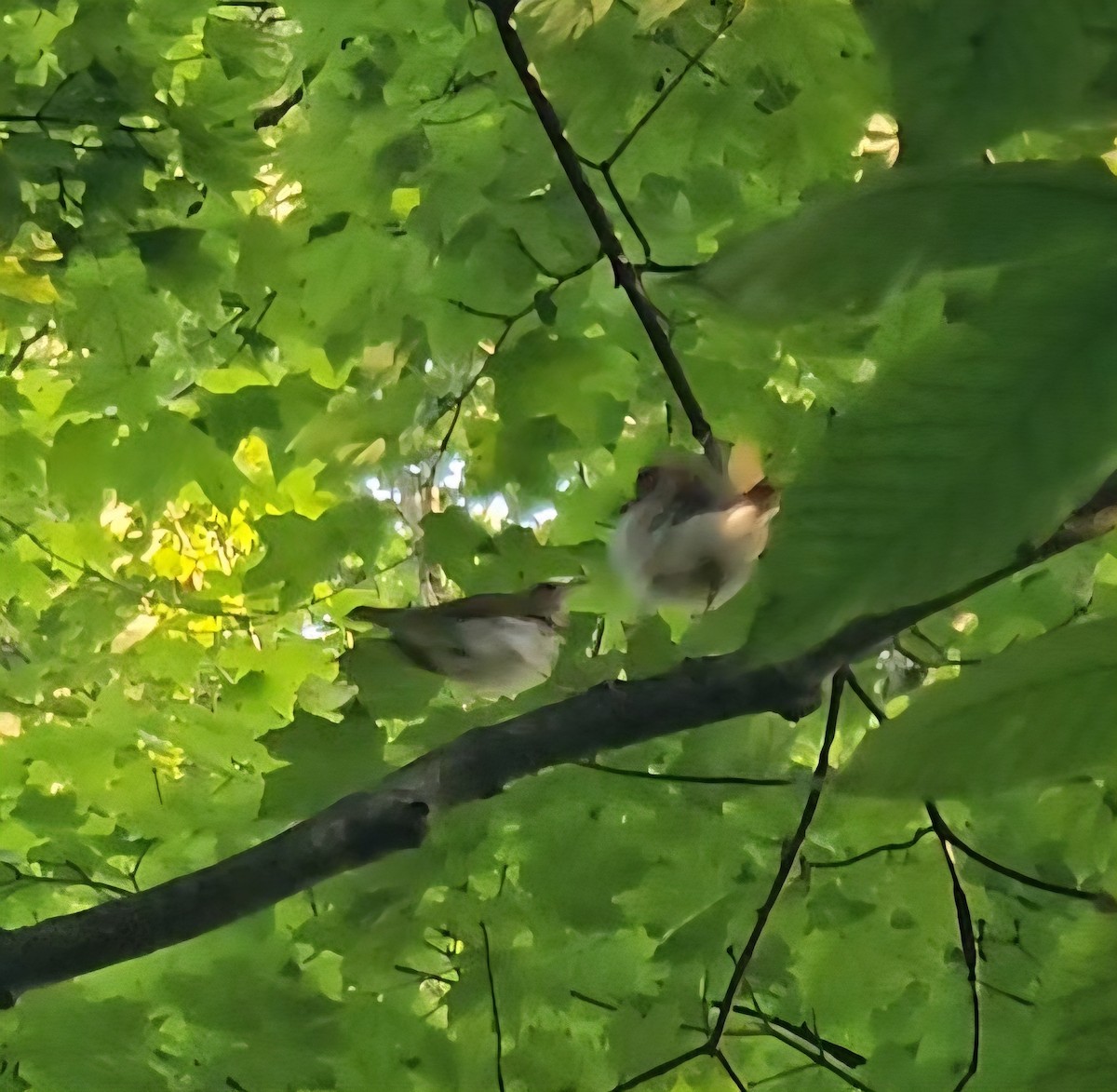 Wood Thrush - ML637951338