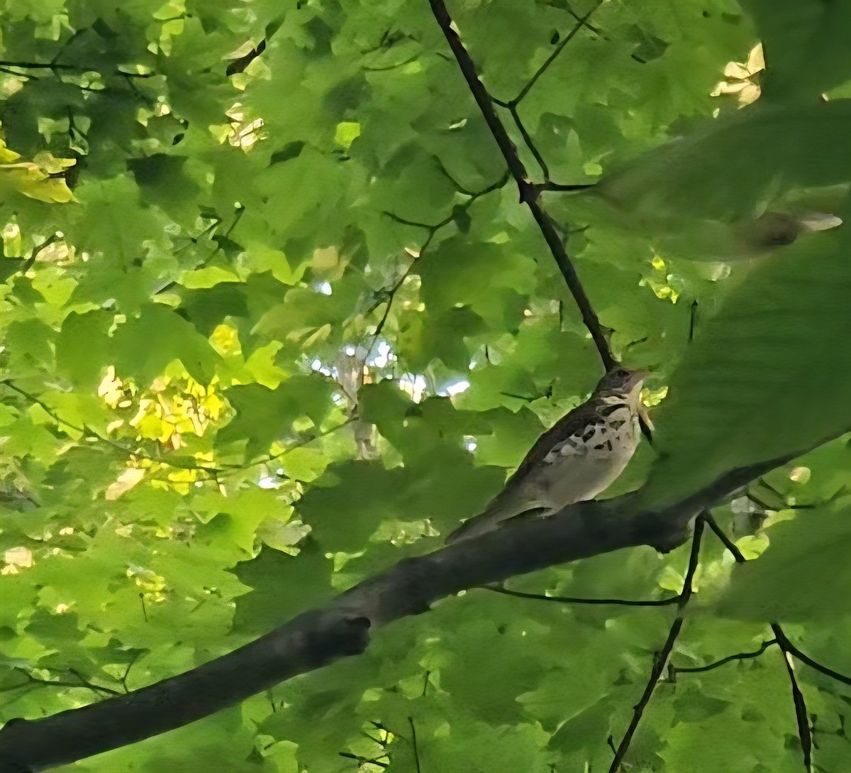 Wood Thrush - ML637951348