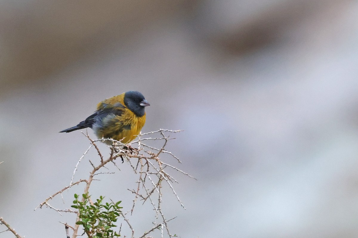 Gray-hooded Sierra Finch - ML637951362