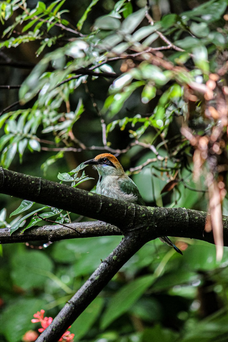 Russet-crowned Motmot - ML637951370