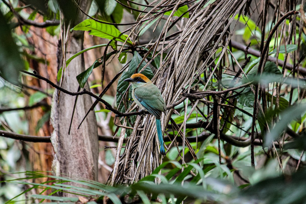 Russet-crowned Motmot - ML637951371