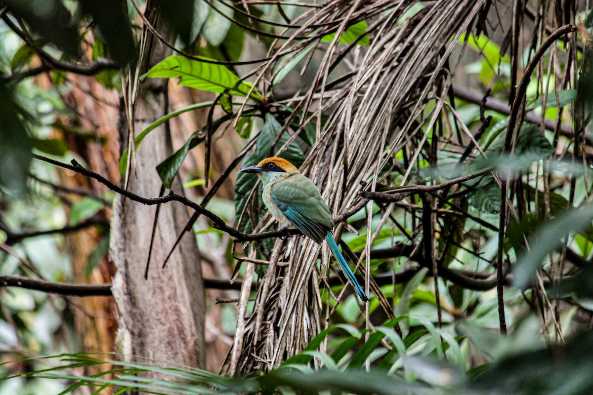 Russet-crowned Motmot - ML637951372